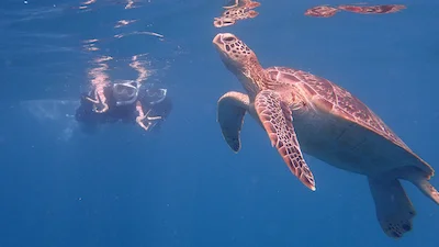 Lets find some sea turtles