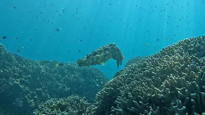 Giant cuttlefish hovering over lush reef