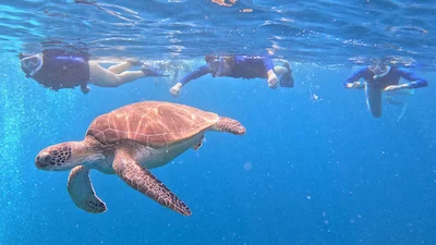 Snorkelers following a green sea turtle
