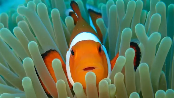 See amazing marine life during our Ishigaki Snorkeling tour