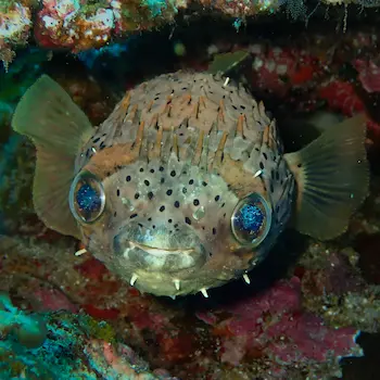 porcupine fish peeking to out to say hello