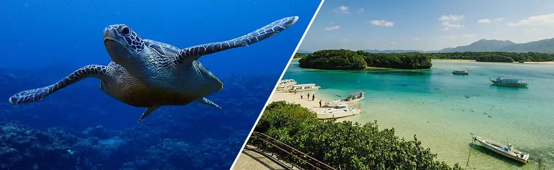 Amazing Snorkeling and breathtaking sightseeing
