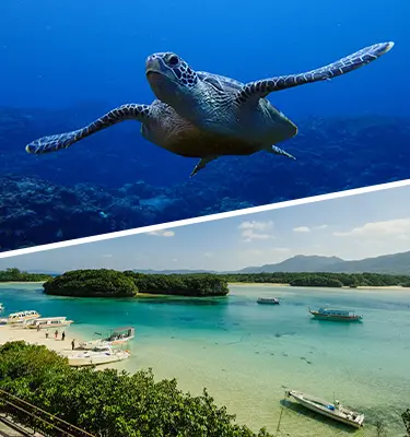 Amazing Snorkeling and breathtaking sightseeing