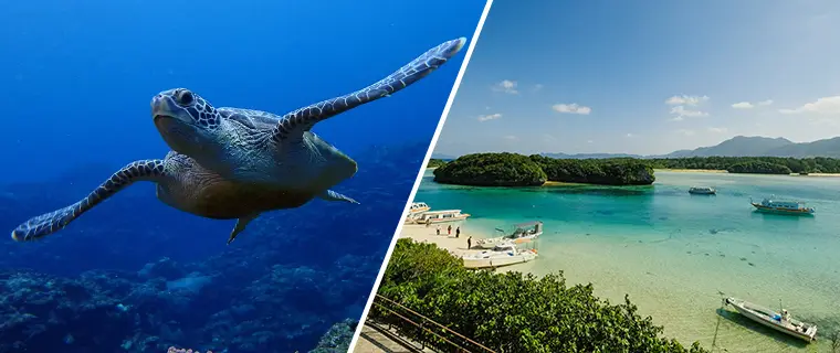 Amazing Snorkeling and breathtaking sightseeing