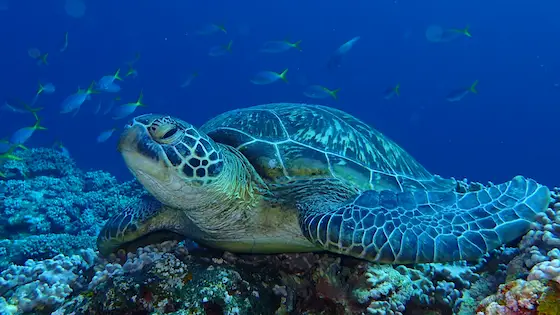 Green sea turtle chilling on the reef