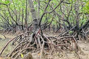 Mangrove river exploration with kids