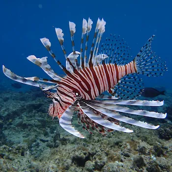 Lionfish hovering in Ishigaki island