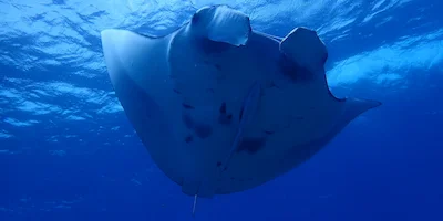 Things to do in Ishigaki MO