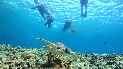 Beginner-friendly snorkeling with sea turtles in Ishigaki
