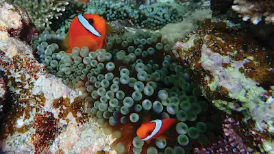 Clownfish in coral reef in Ishigaki Island