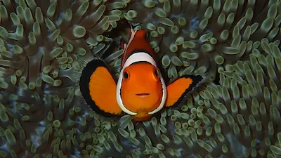 ishigaki snorkeling clownfish anemone MO