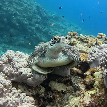 Sea turtle resting on a coral reef in Ishigaki.