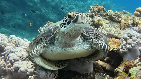 Snorkeling with Turtles in Ishigaki island