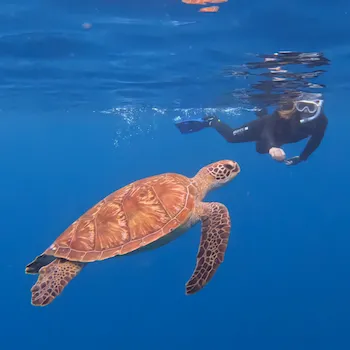 Snorkeling close to a sea turtle in Ishigaki Island
